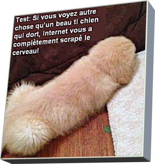 Test (Humour)