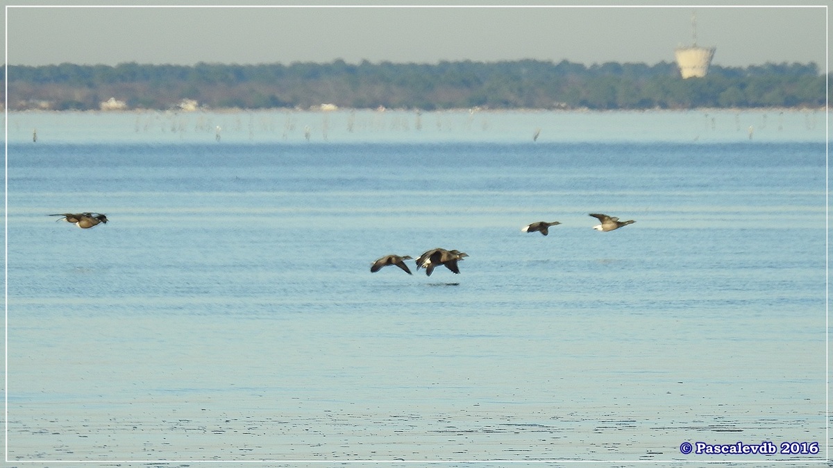 Plage et port de La Hume - Bassin d'Arcachon - Décembre 2016 - 2/10