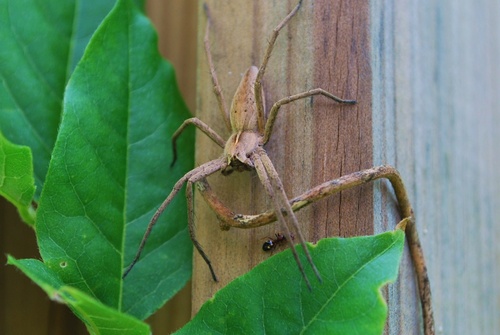 Dans le jardin