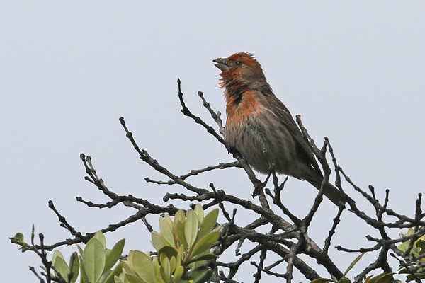 House Finch - Long Beach