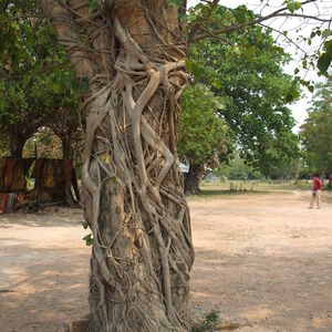 Arbre entouré de lianes - Thaïlande