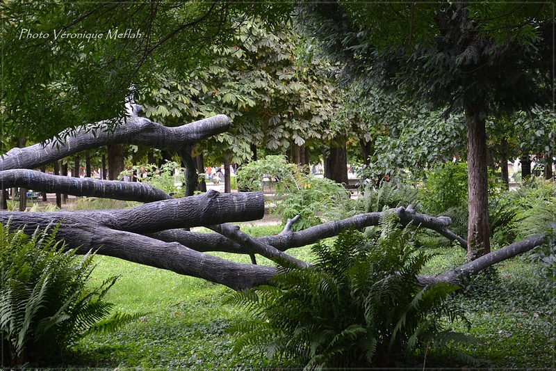 Jardin des Tuileries : L'arbre aux voyelles de Giuseppe Penome