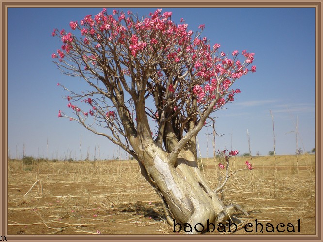 Baobab chacal
