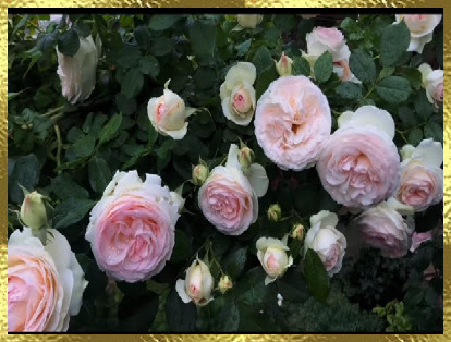 Youtube : Collection de roses & sons de la nature...