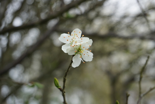 fleurs de prunier