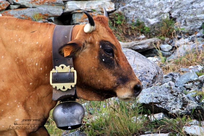 Portrait d'une vache savoyarde avec sa cloche