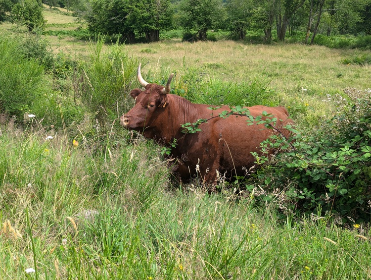 Grendelbruch, le vide grenier, et le hohbull