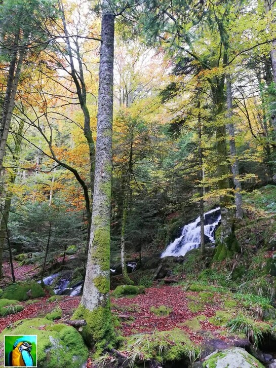 Les Vosges : Vallée de la Wormsa 2/2