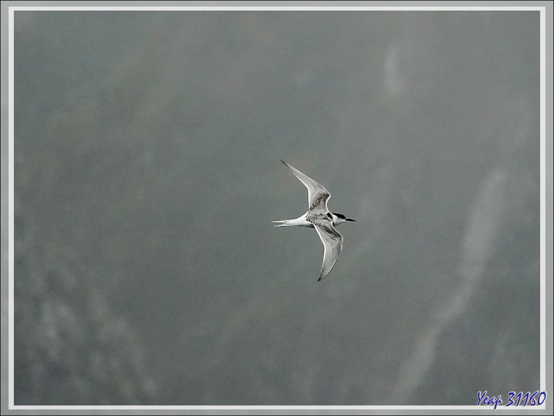Sterne arctique juvénile, Arctic Tern (Sterna paradisaea) - Gough Island - Archipel de Tristan da Cunha