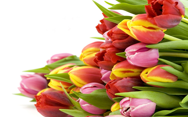 10 Images de fleurs - 2 - Des Tulipes