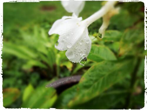 Pluie aujourd'hui