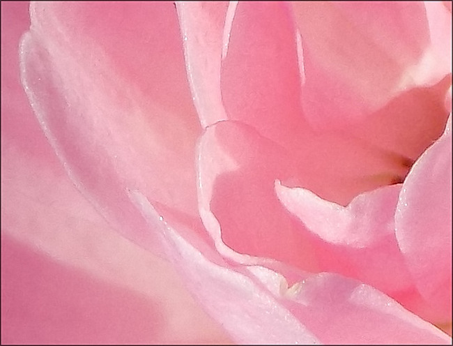 Ma rose rescapée de décembre