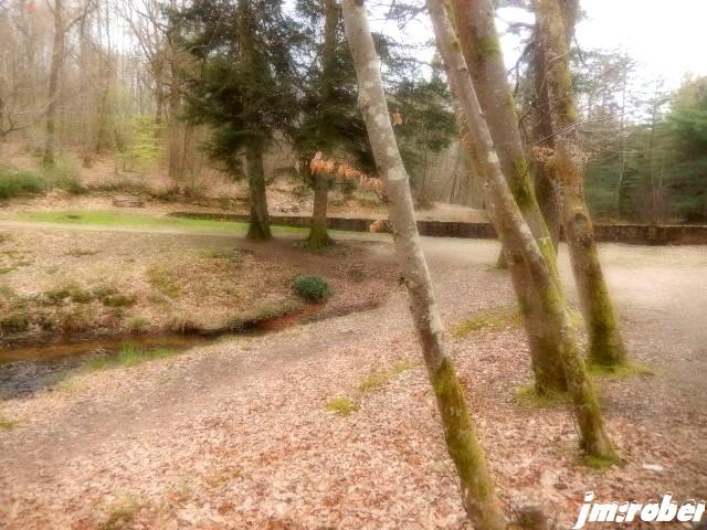 Nature : Promenons nous dans le bois.......