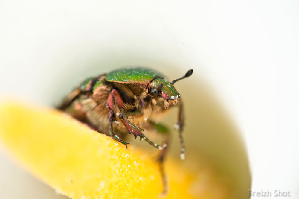 La cétoine dorée sur une fleur d'arum