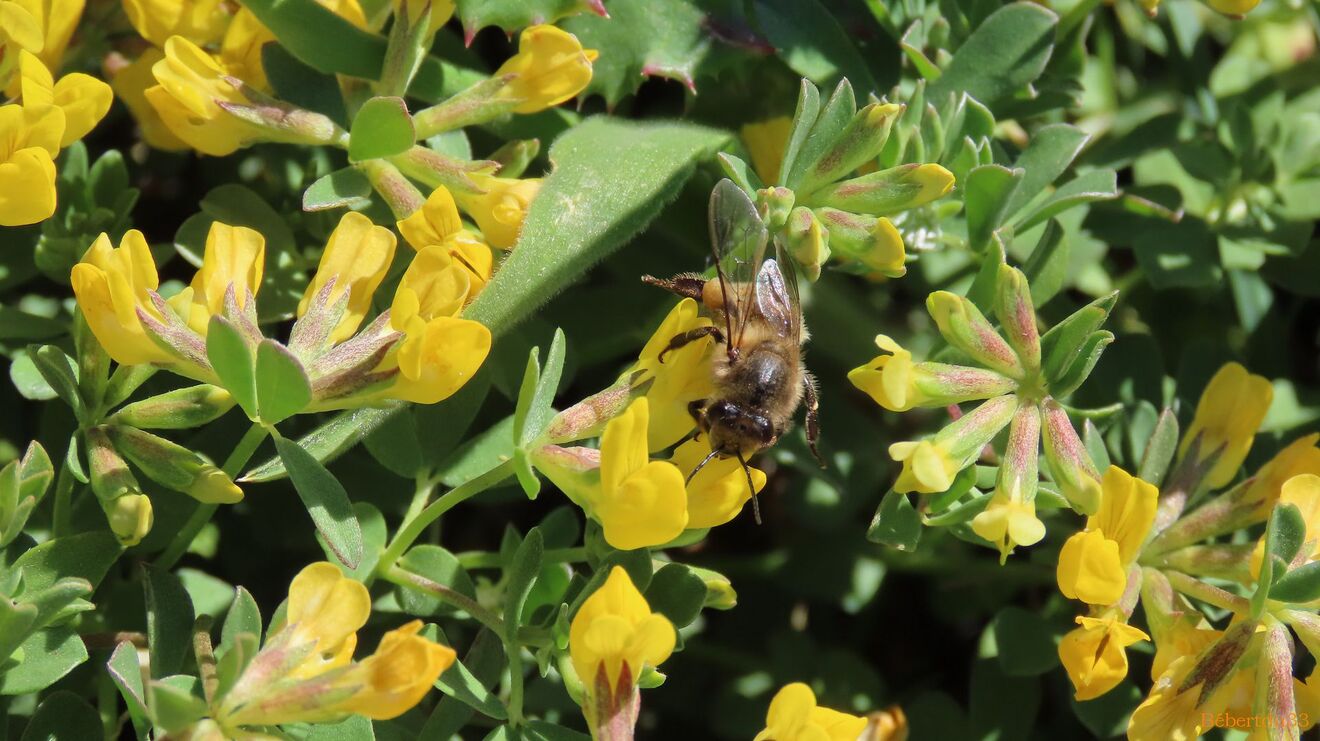 une abeille sur des fleurs