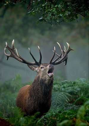 Le brame ...