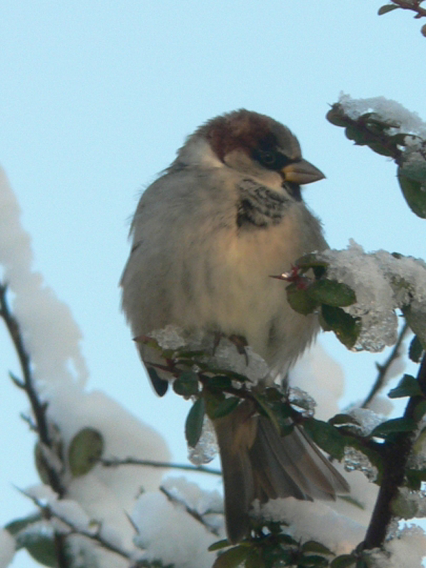   UN PETIT OISEAU...