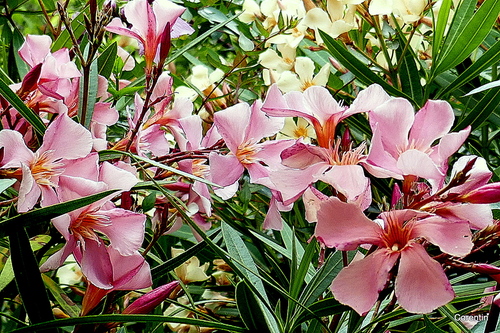 Fleurs du laurier rose