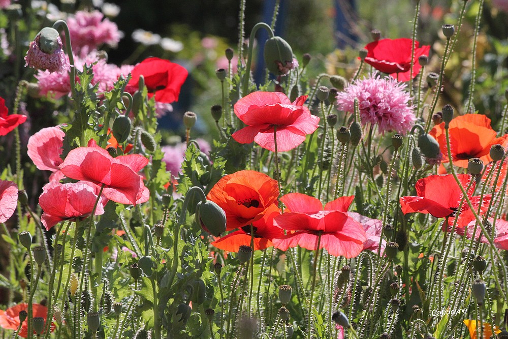 Le  jardin champêtre : les  coquelicots !