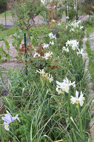 Iris de Hollande ' White Van Vliet ' 