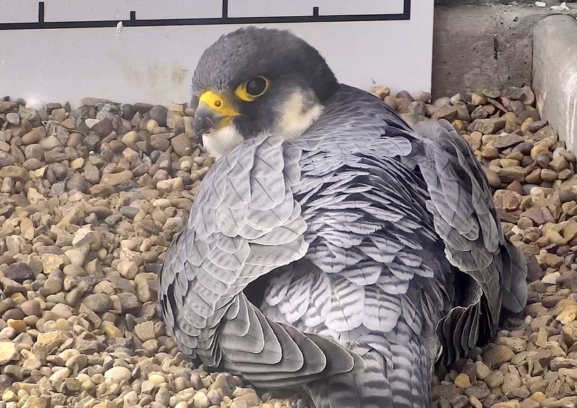 Faucons pèlerins en Angleterre