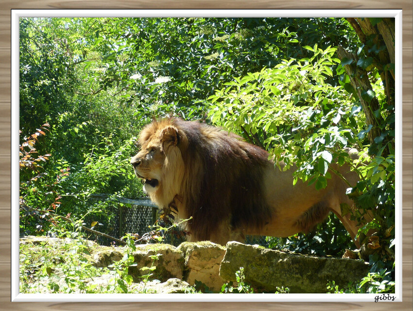 zoo de doué la fontaine serie 3