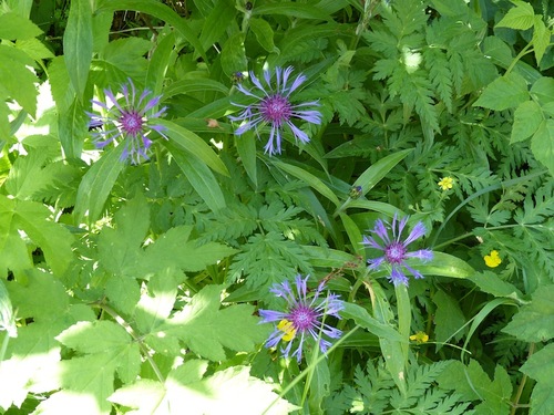 Fleurs du Champsaur (2)