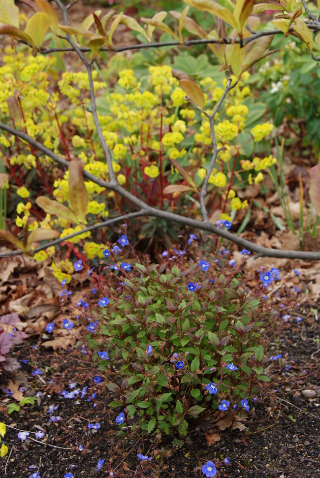 Le sous-bois fleurit