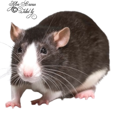  Rats souris créations 5