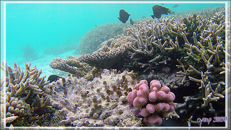 Corail chou-fleur forme rose, Rose coral (Pocillopora meandrina) et tuniciers - Athuruga - Atoll d'Ari - Maldives