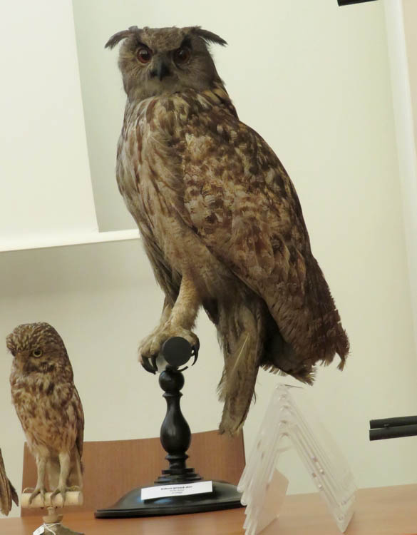 "La 15ème nuit de la chouette" a ravi les amoureux des oiseaux de nuit !