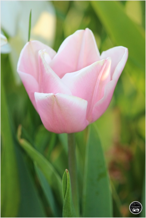  Ma collection de tulipes