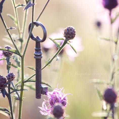 Lâimage contient peut-ÃªtreÂ : plante et fleur