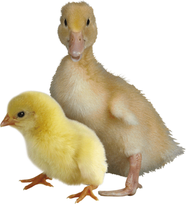 PAQUES = PASCOA