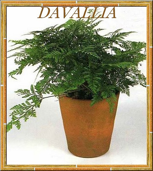 Davalliacanariensis