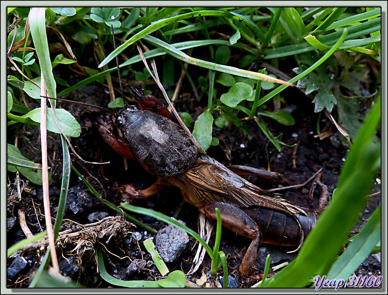 Coutilière ou Taupe-grillon (Gryllotalpa gryllotalpa) - Vallon d'Esquierry - Oô - 31