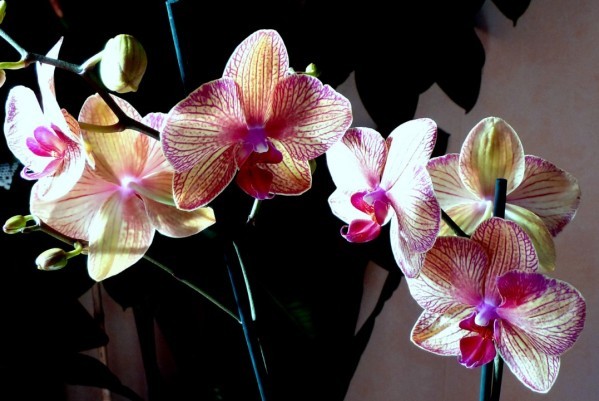am01 - Orchidée