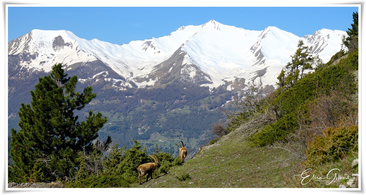 Saint Ours. Hte Ubaye