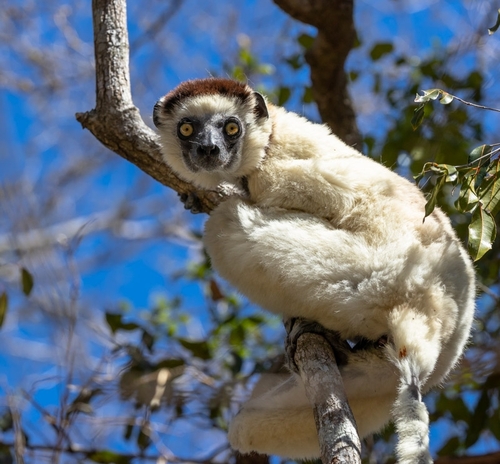 SIFAKA