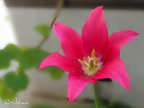 Fleurs et feuille d'Arbres