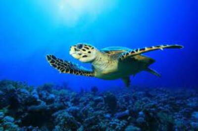 À cause du changement climatique Les tortues marines du Yémen sont menacées d'extinction en raison du manque de mâles