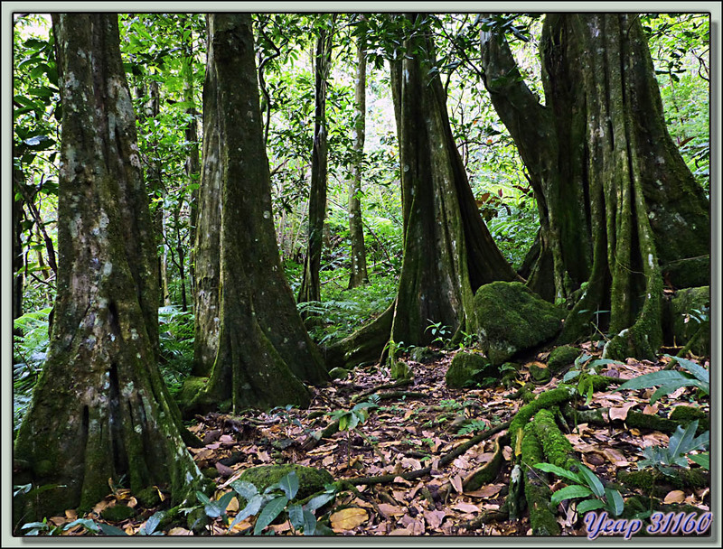 Promenade en forêt - Vers le Col des Trois Cocotiers : mapes - Moorea - Polynésie française 
