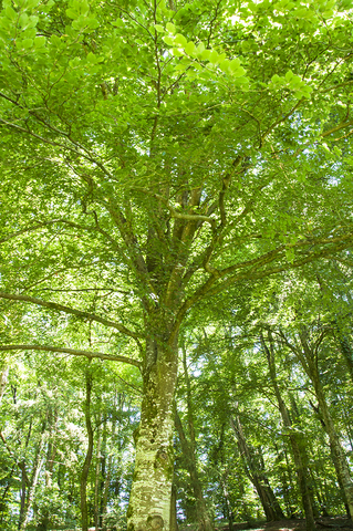 Parc Oriental de Maulévrier ...