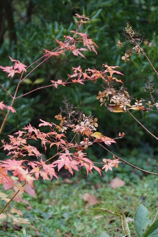 les dernières couleurs de l'automne