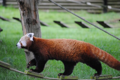 (1) Le Panda Roux.