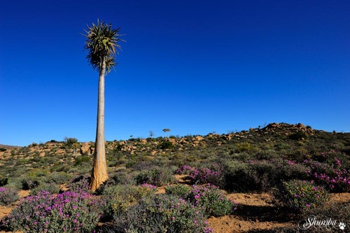 Goegap Nature Reserve