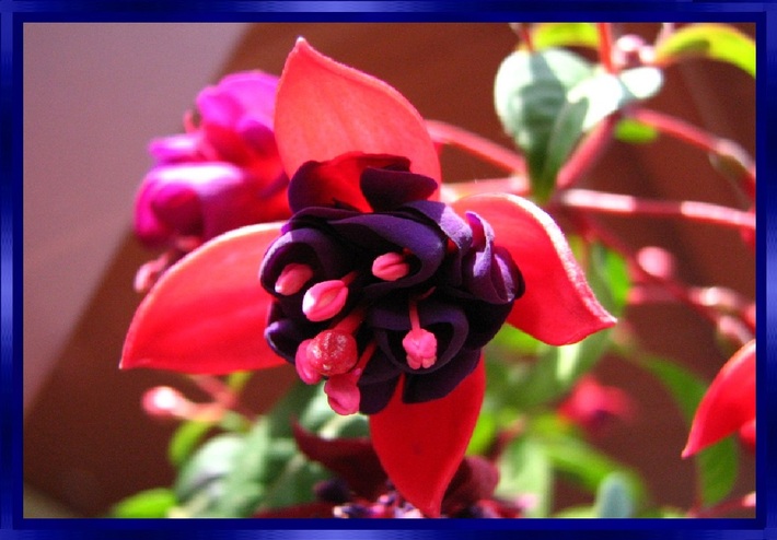 Les Fuchsias fleurs d'ornement