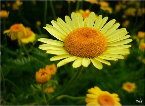 camomille des teinturiers, Anthemis tinctoria