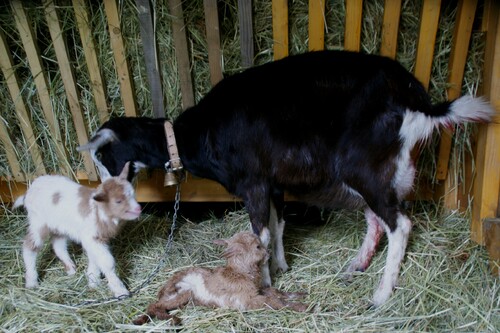 Naissance à BEAULIEU....Des Jumeaux.21.03.2016