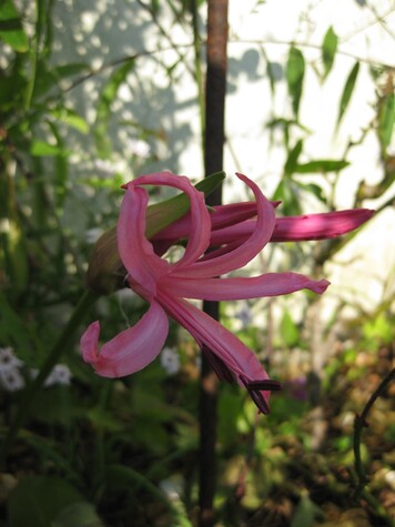 Des amies et des fleurs